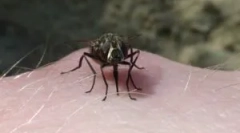 За преместување на муви во есен